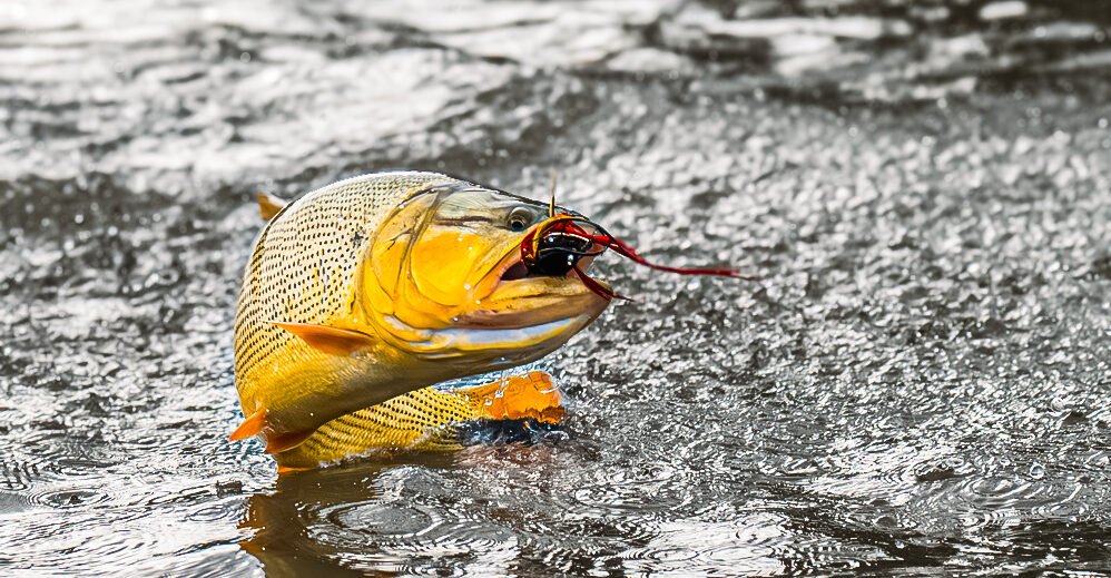 golden dorado dorado golden freshwater dorado fishing for golden dorado golden dorado fish golden dorado fly fishing golden dorado argentina argentina dorado fish dorado fish argentina dorado fish freshwater golden dorado for sale argentina golden dorado fishing fish golden dorado golden dorado fish argentina argentina dorado dorado argentina dorado fly fishing golden dorado fishing trips dorado fly dorado on the fly dorado river fish golden dorado river cruiser dorado argentina fish golden dorado fish for sale golden dorado fishing buenos aires golden dorado size golden el dorado fish best dorado fishing in argentina dorado fishing in buenos aires dorado fly fishing argentina dorado fly fishing in argentina fly fishing for dorado in argentina golden dorado argentina fishing golden dorado cruiser golden dorado fish price golden dorado fly fishing argentina patagonia golden dorado