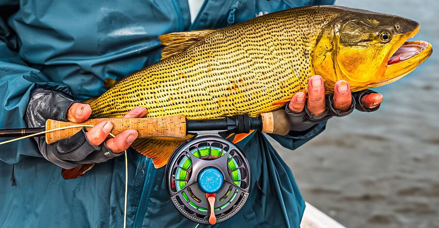 golden dorado dorado golden freshwater dorado fishing for golden dorado golden dorado fish golden dorado fly fishing golden dorado argentina argentina dorado fish dorado fish argentina dorado fish freshwater golden dorado for sale argentina golden dorado fishing fish golden dorado golden dorado fish argentina argentina dorado dorado argentina dorado fly fishing golden dorado fishing trips dorado fly dorado on the fly dorado river fish golden dorado river cruiser dorado argentina fish golden dorado fish for sale golden dorado fishing buenos aires golden dorado size golden el dorado fish best dorado fishing in argentina dorado fishing in buenos aires dorado fly fishing argentina dorado fly fishing in argentina fly fishing for dorado in argentina golden dorado argentina fishing golden dorado cruiser golden dorado fish price golden dorado fly fishing argentina patagonia golden dorado